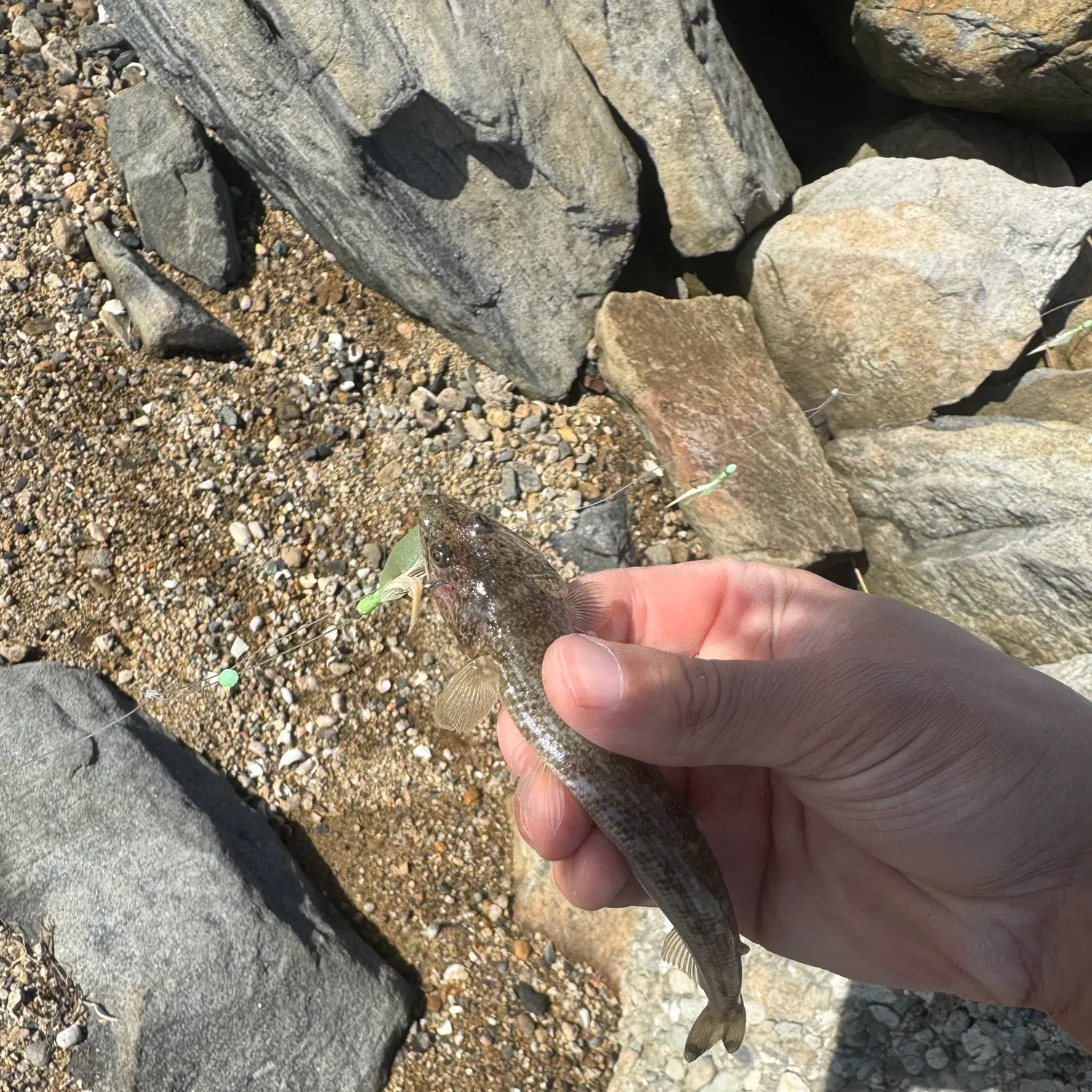 Inshore lizardfish caught on Fishbrain