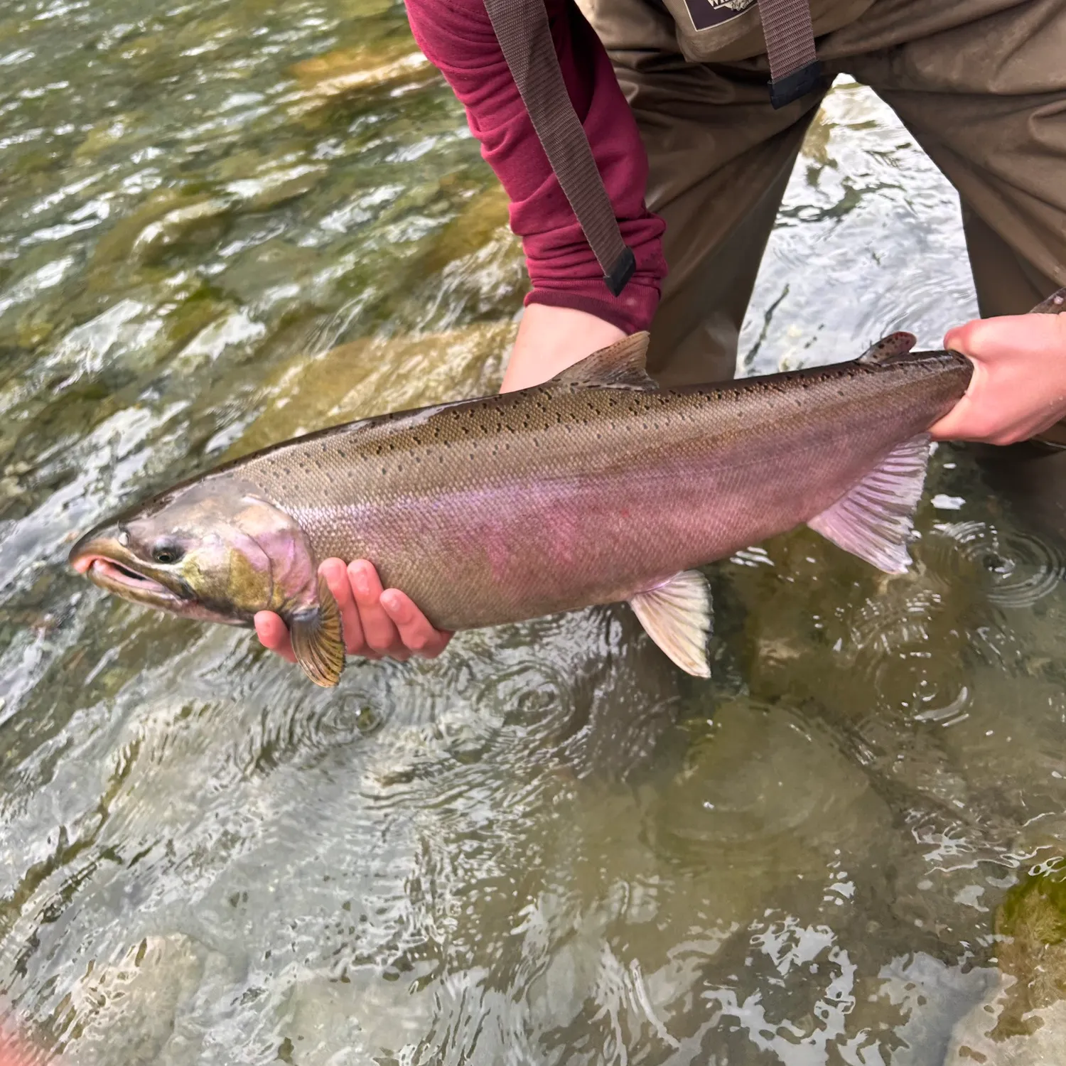 Coho salmon caught on Fishbrain