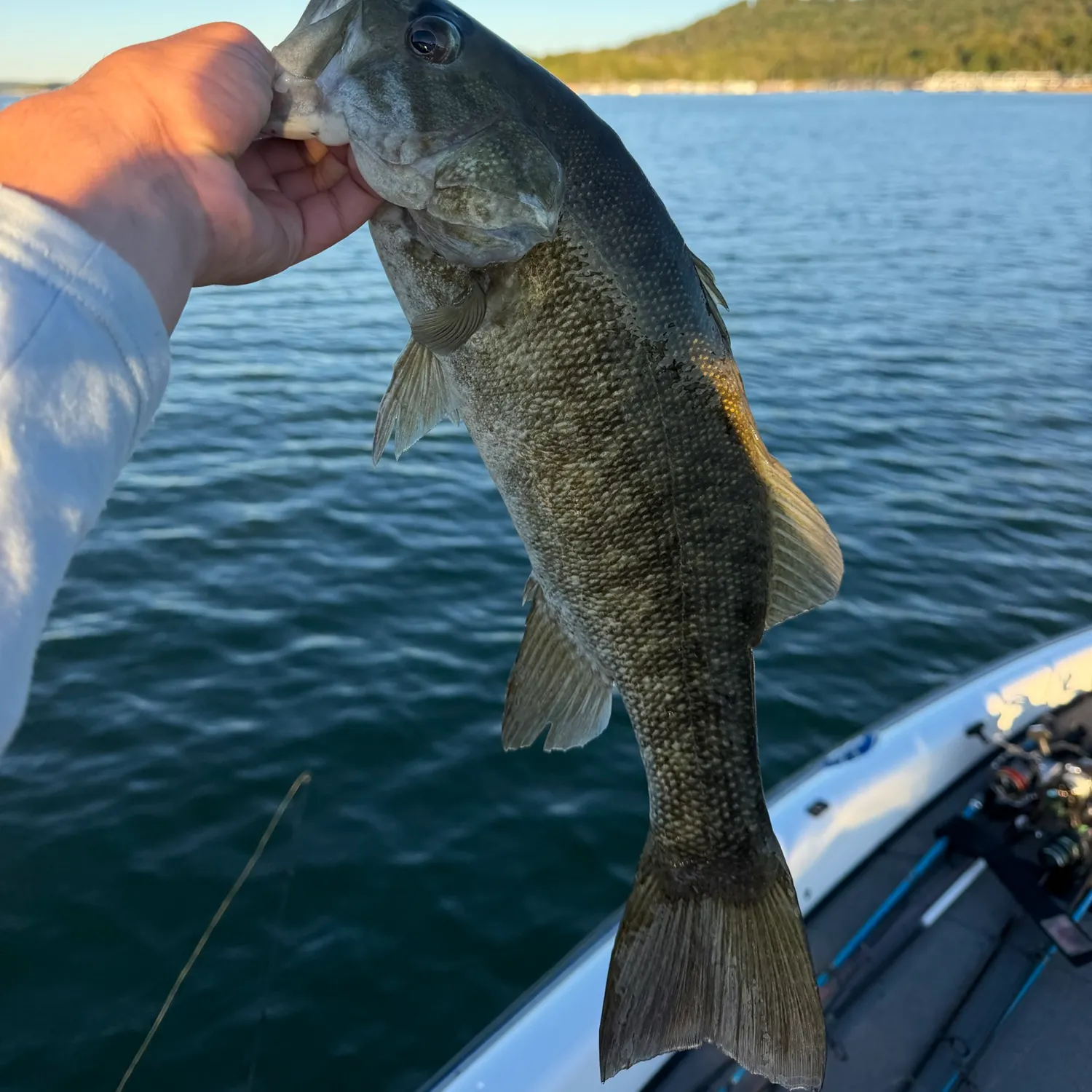 Smallmouth bass caught on Fishbrain