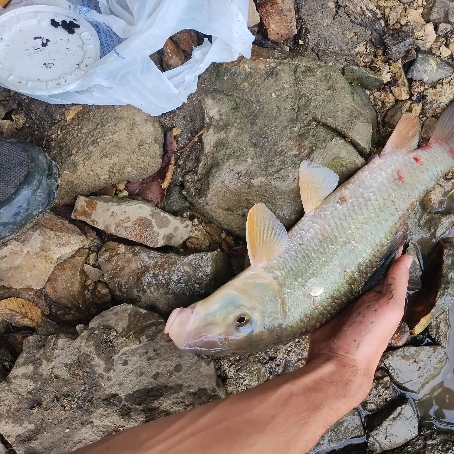 Silver redhorse caught on Fishbrain