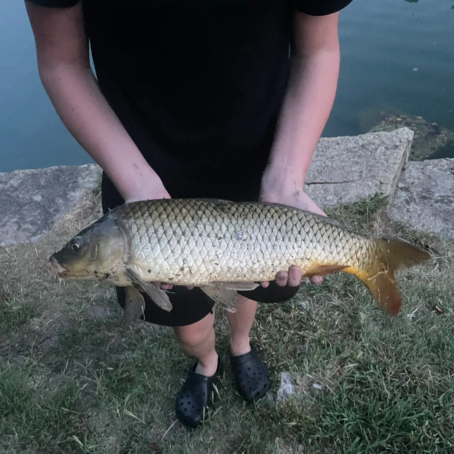 Common carp caught on Fishbrain