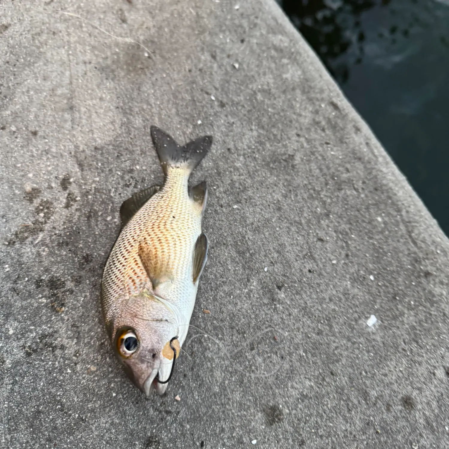 The most recent Sailor's choice grunt catches on Fishbrain