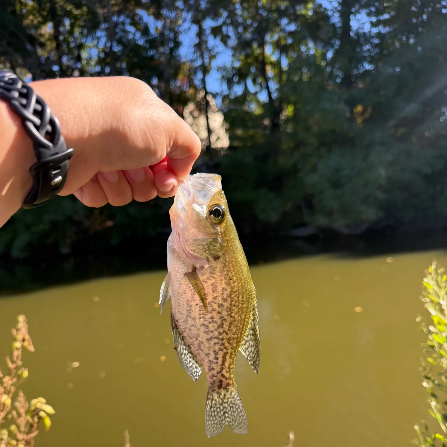 Black crappie caught on Fishbrain