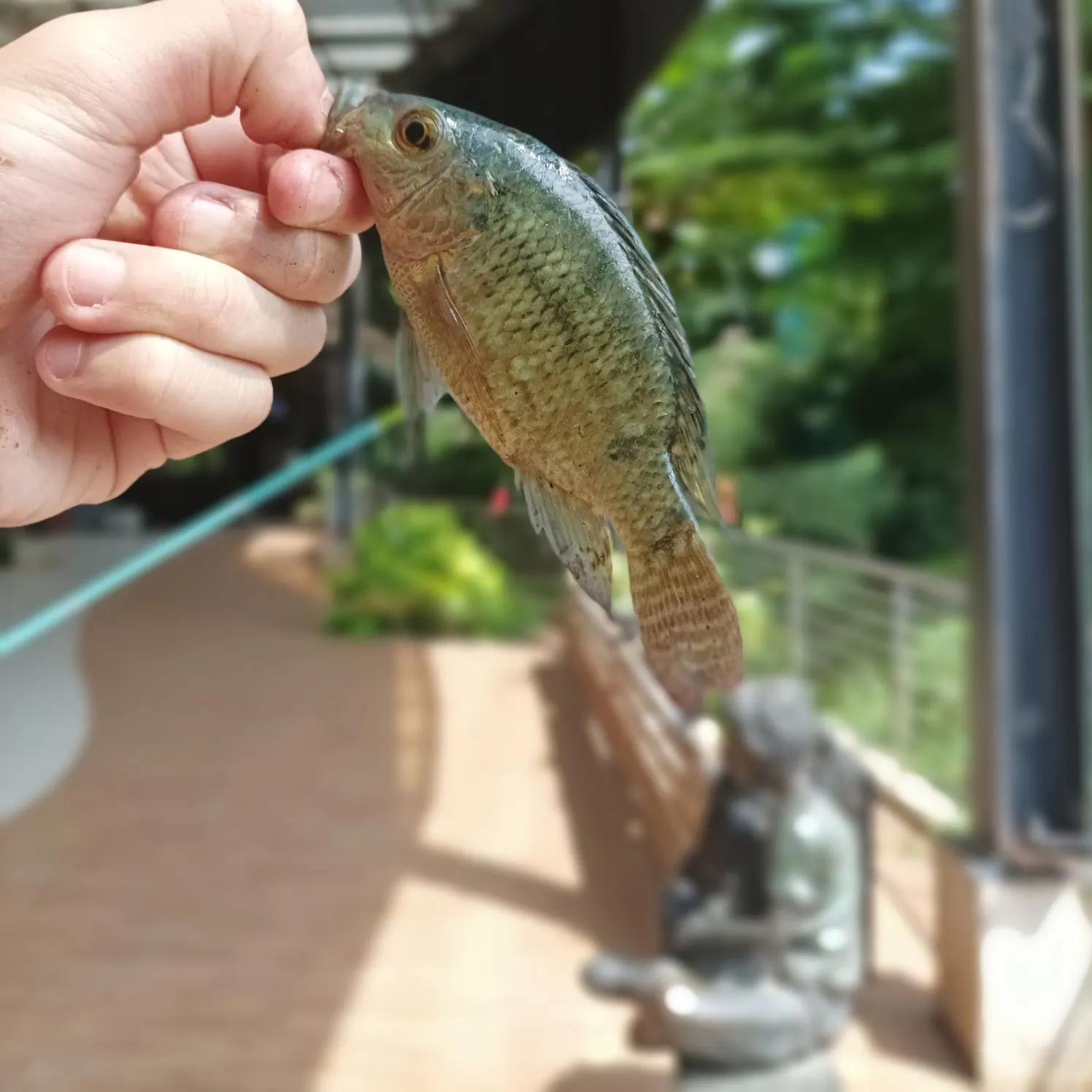 The most recent Nile tilapia catches on Fishbrain
