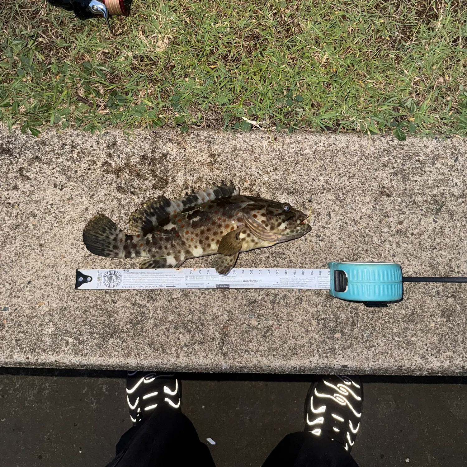 The most recent Orange-spotted grouper catches on Fishbrain