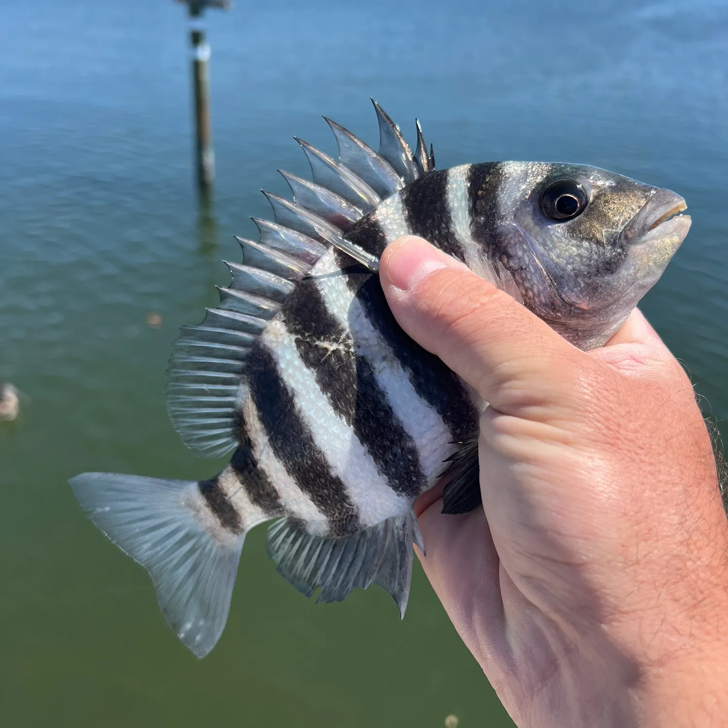 The most recent Sheepshead catches on Fishbrain