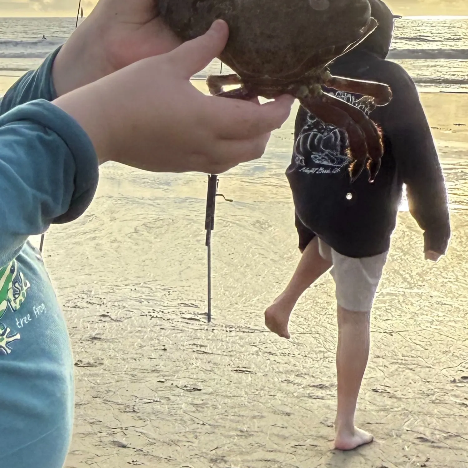 The most recent Dungeness crab catches on Fishbrain