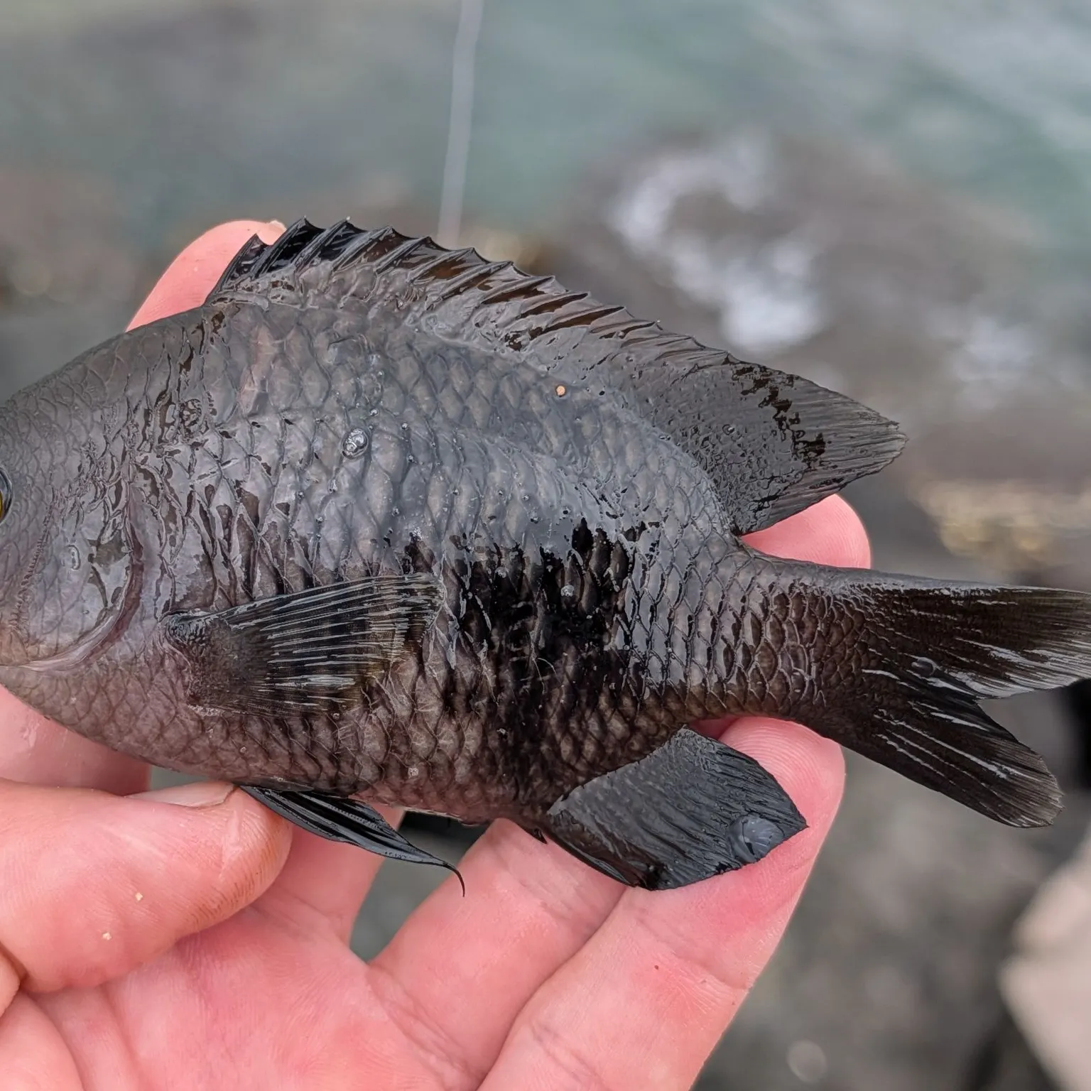 The most recent Hawaiian gregory catches on Fishbrain