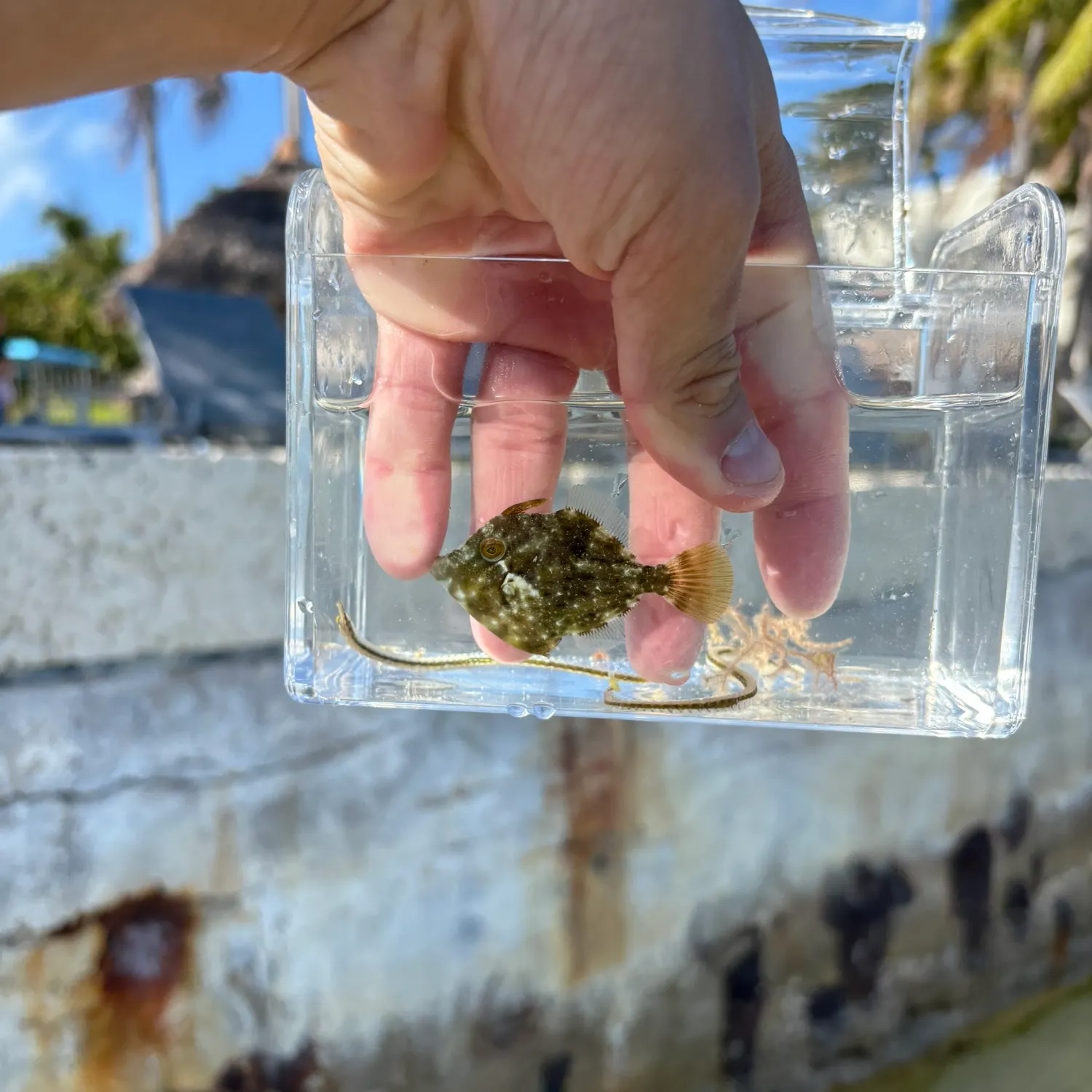 The most recent Planehead filefish catches on Fishbrain