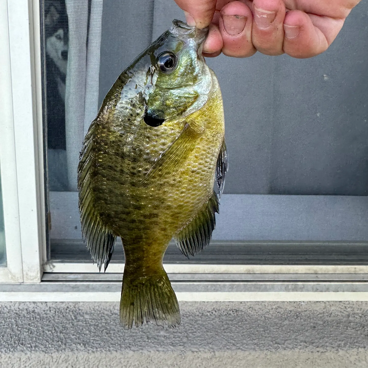 Bluegill caught on Fishbrain