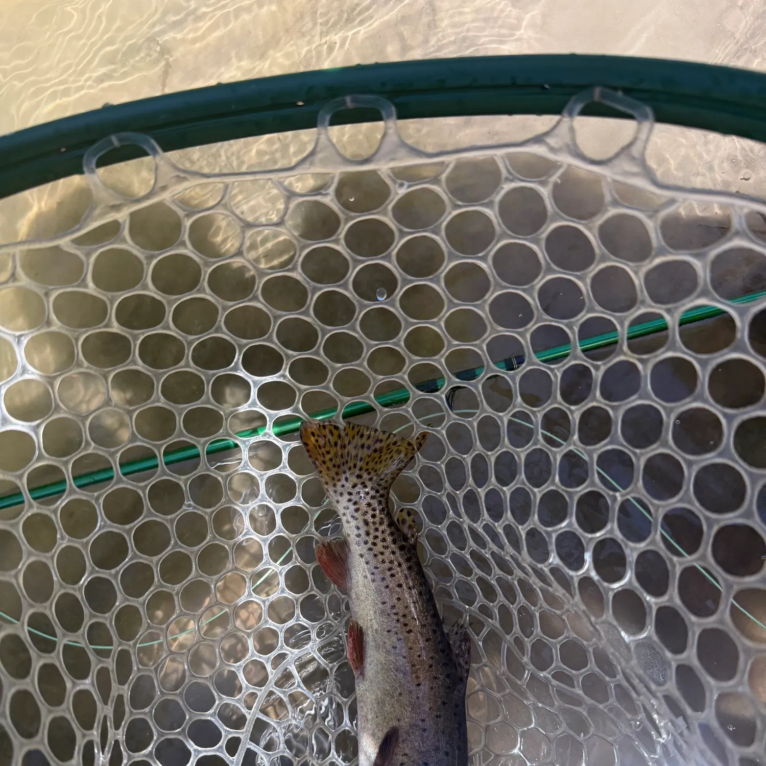 The most recent Bonneville cutthroat trout catches on Fishbrain