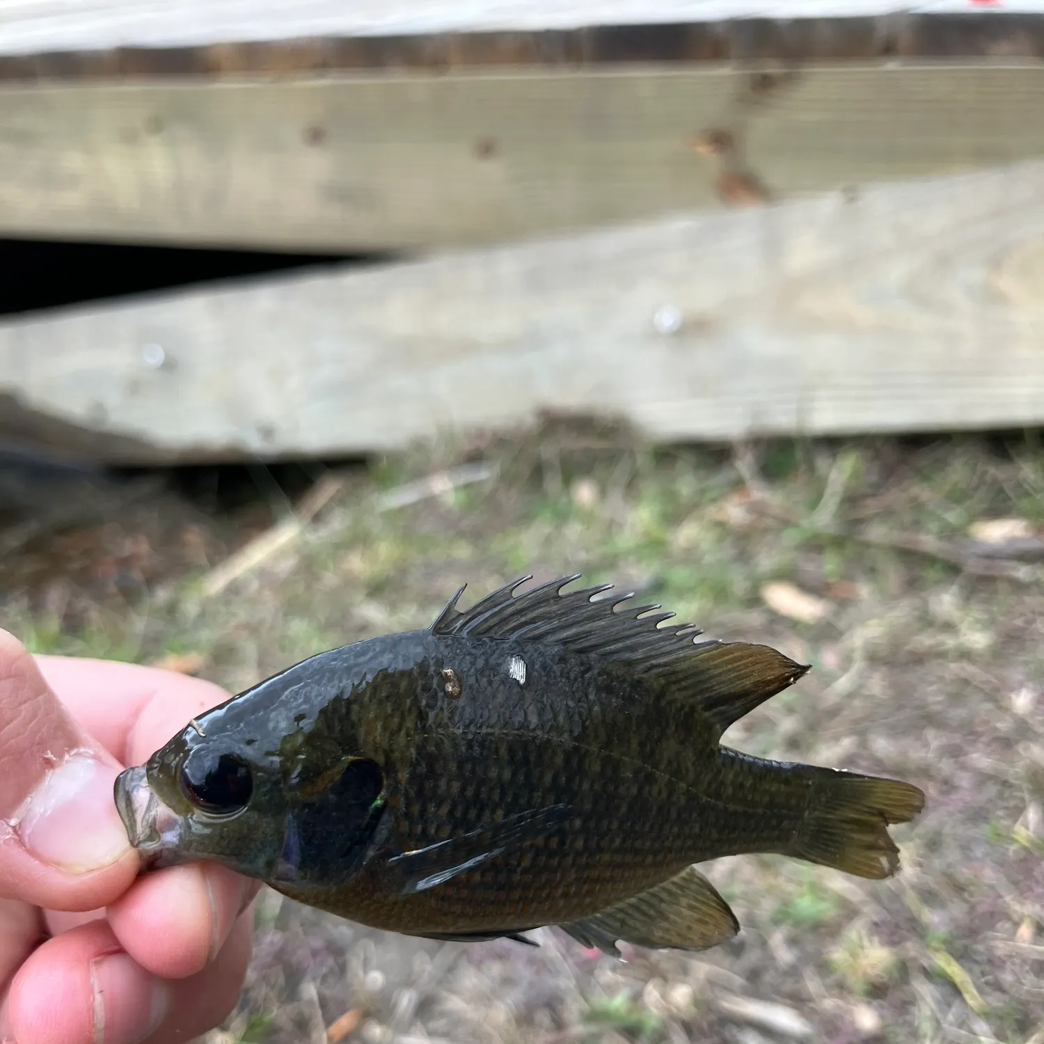 The most recent Redspotted sunfish catches on Fishbrain