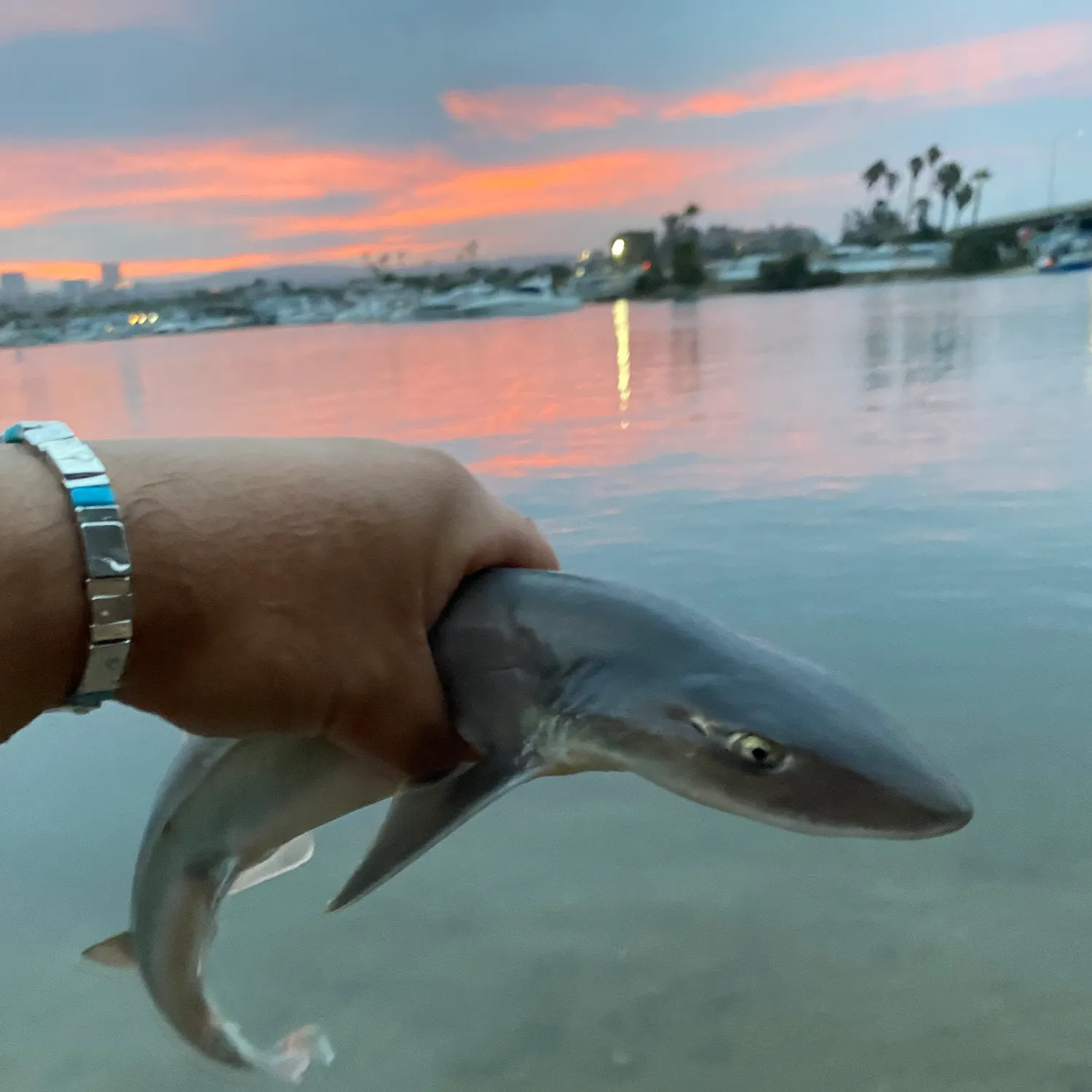 The most recent Grey smooth-hound catches on Fishbrain