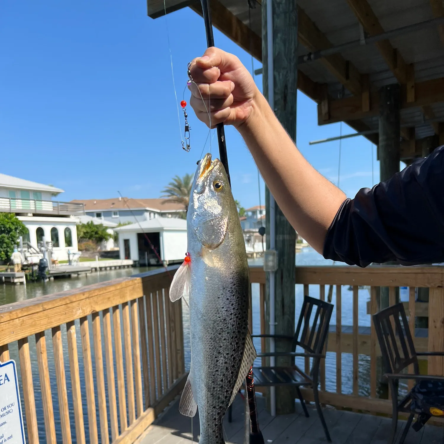 Spotted seatrout caught on Fishbrain