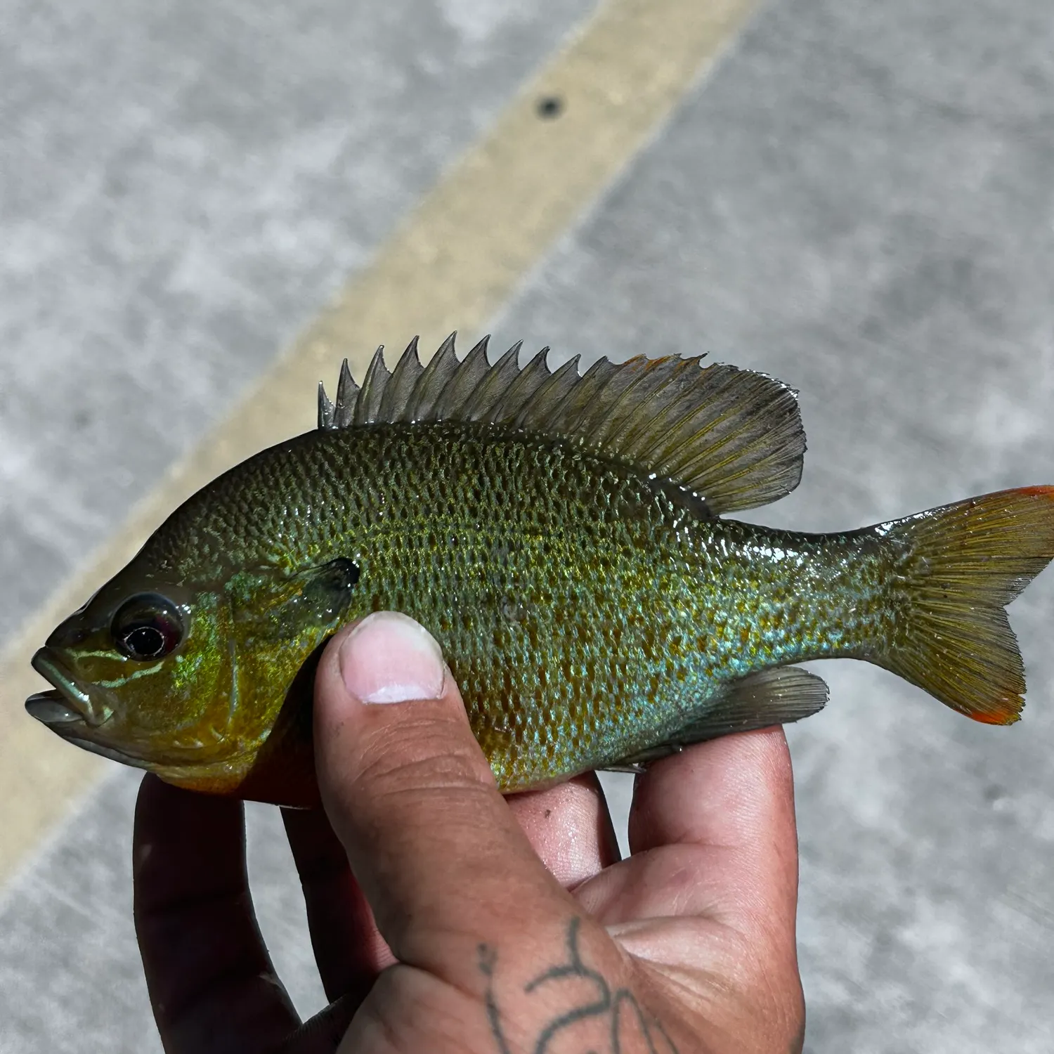 recently logged catches