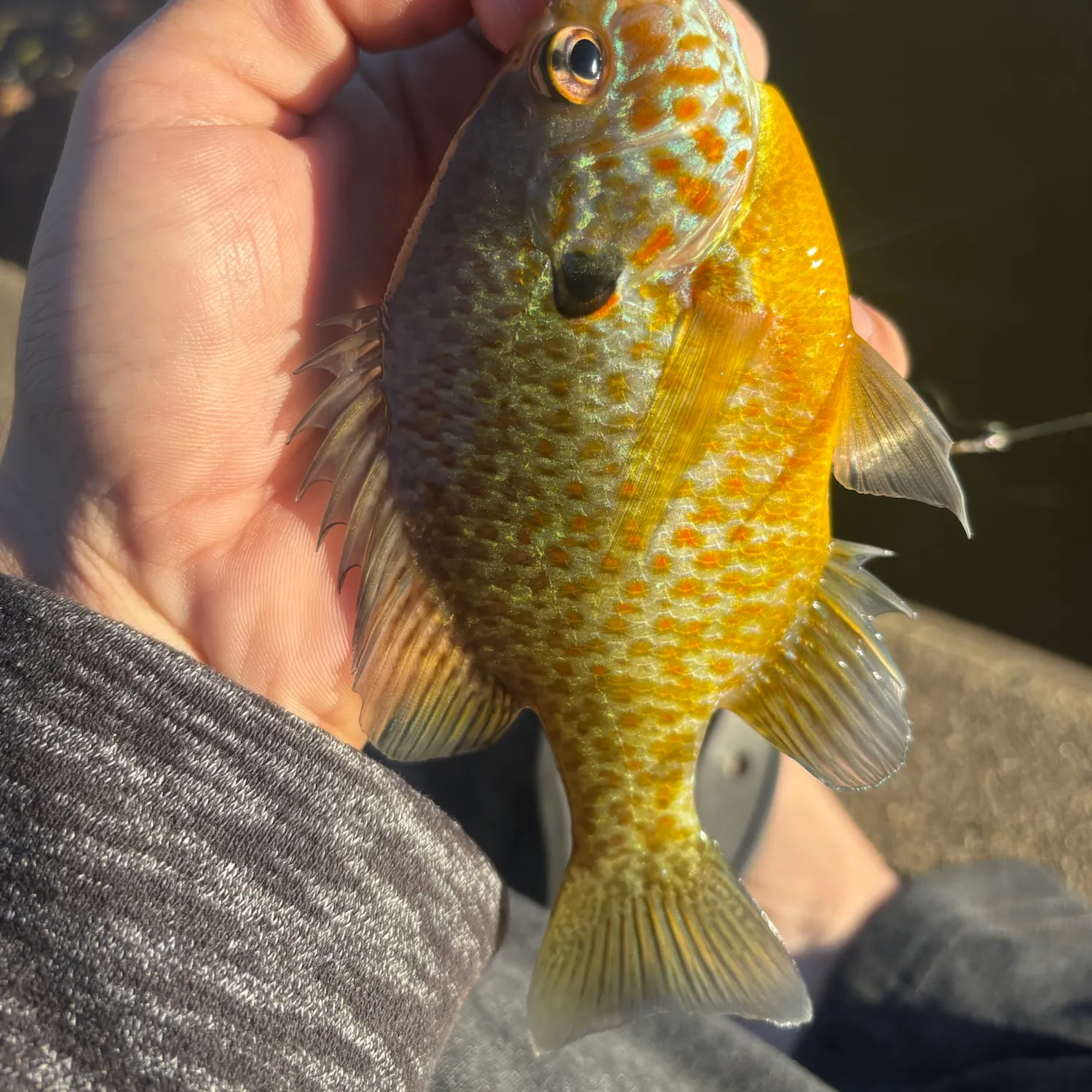 Pumpkinseed caught on Fishbrain