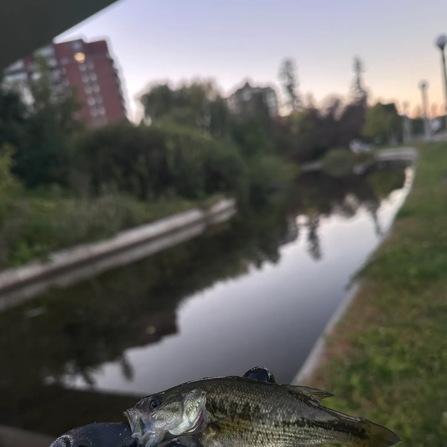 Smallmouth bass caught on Fishbrain