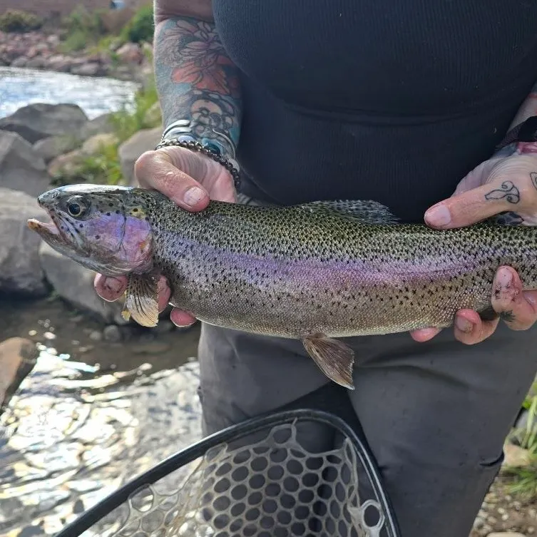 Cutbow caught on Fishbrain