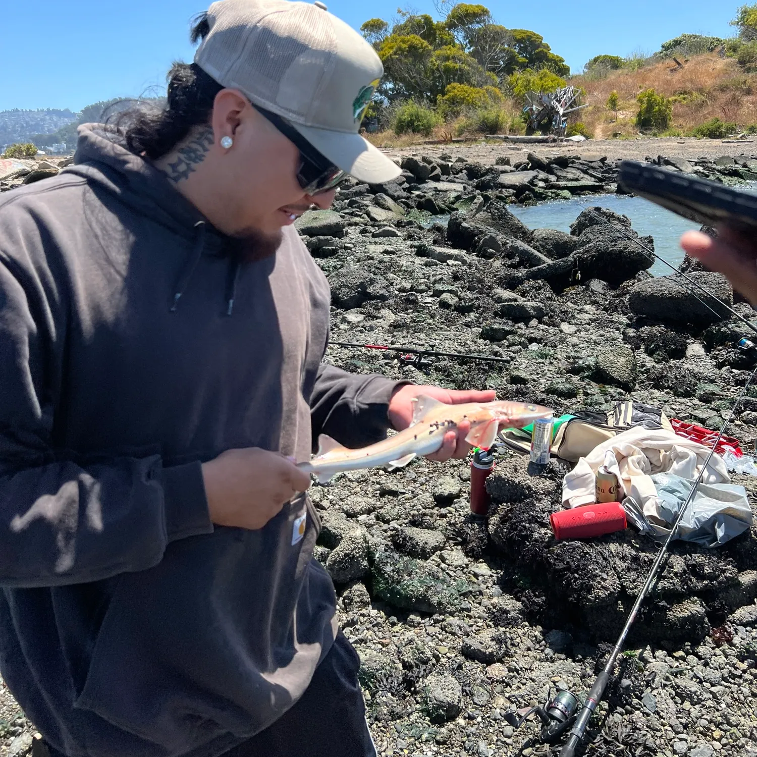 The most recent Brown smooth-hound catches on Fishbrain