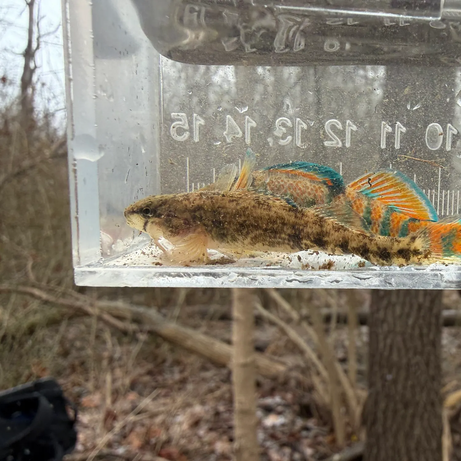 The most recent Orangethroat darter catches on Fishbrain