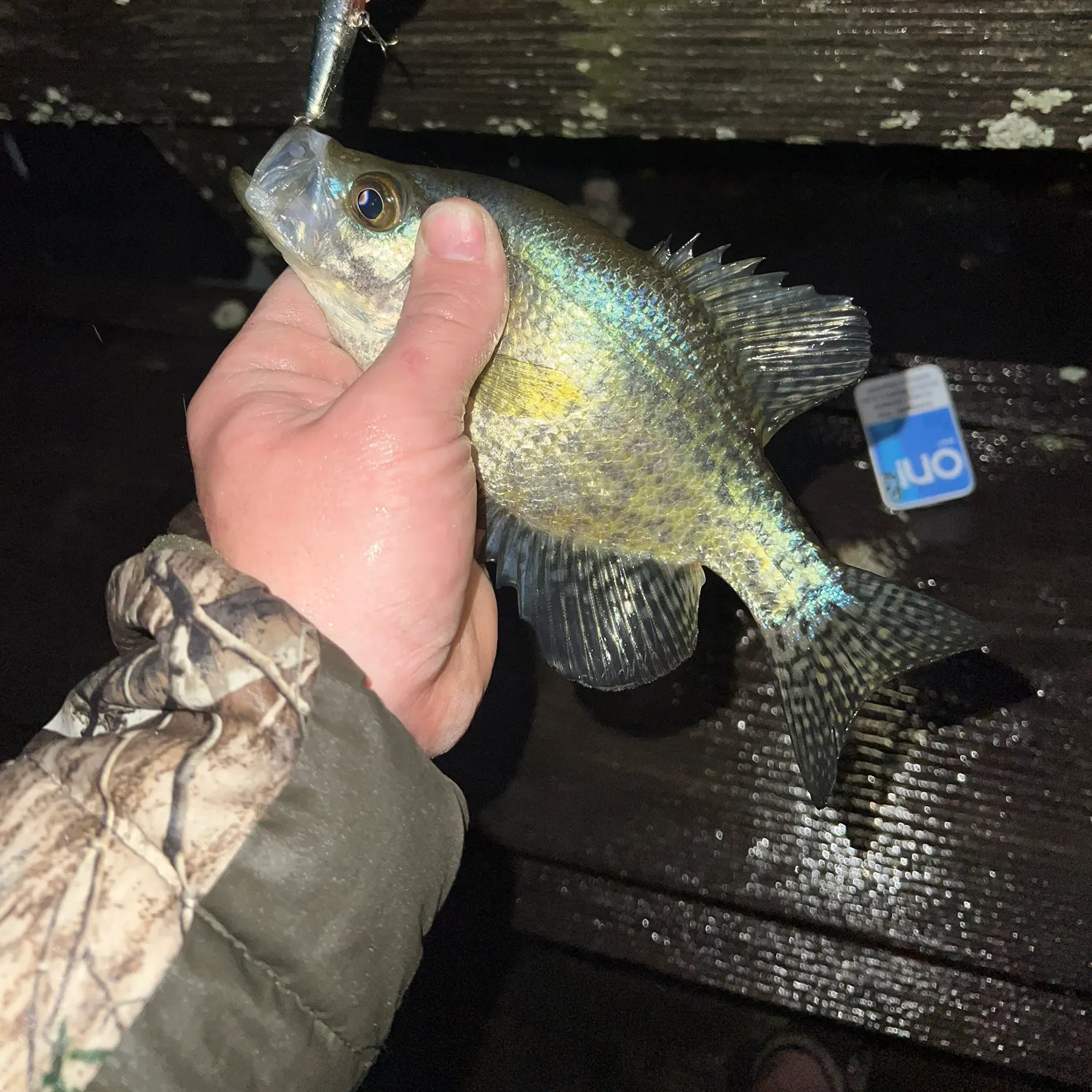 Black crappie caught on Fishbrain