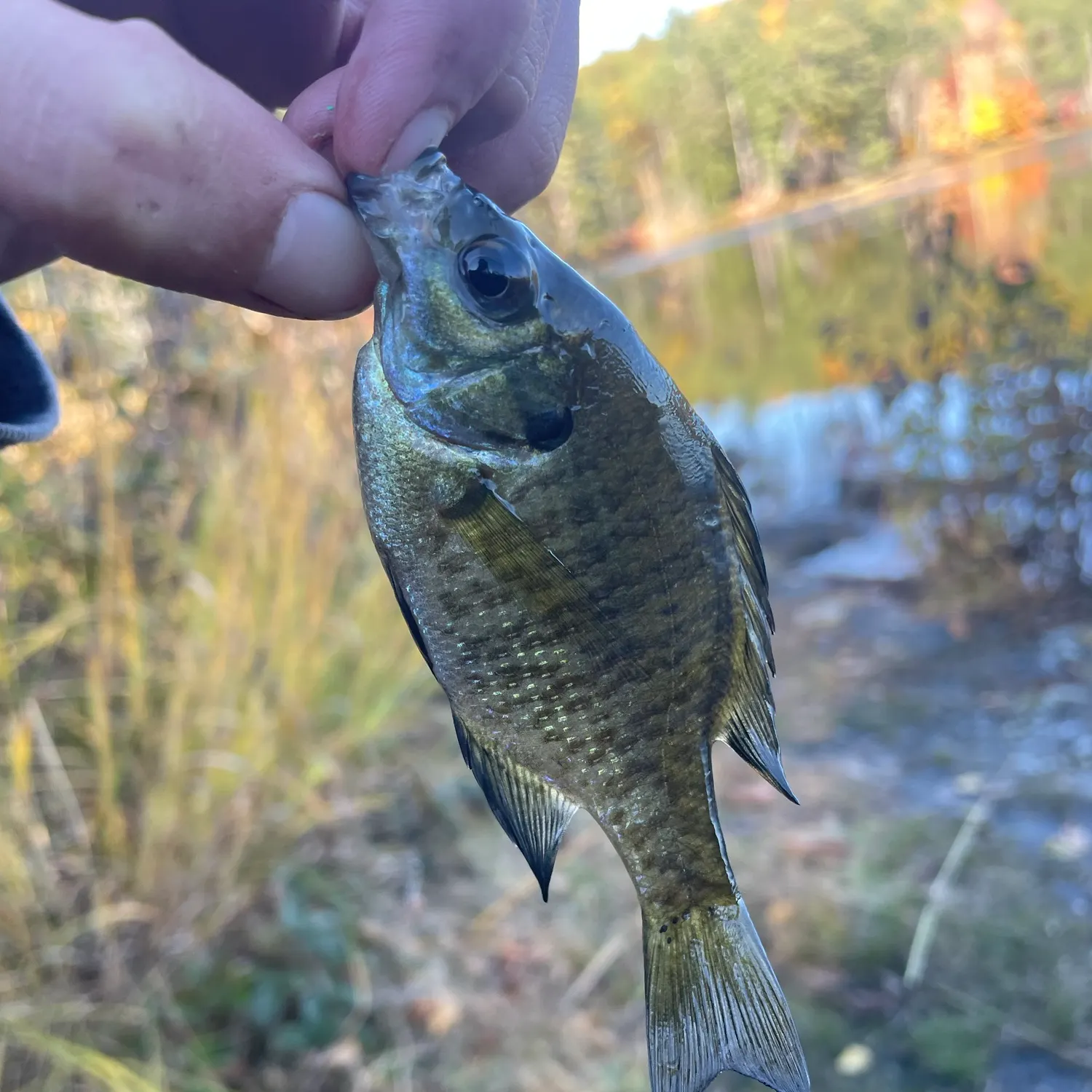 Bluegill caught on Fishbrain