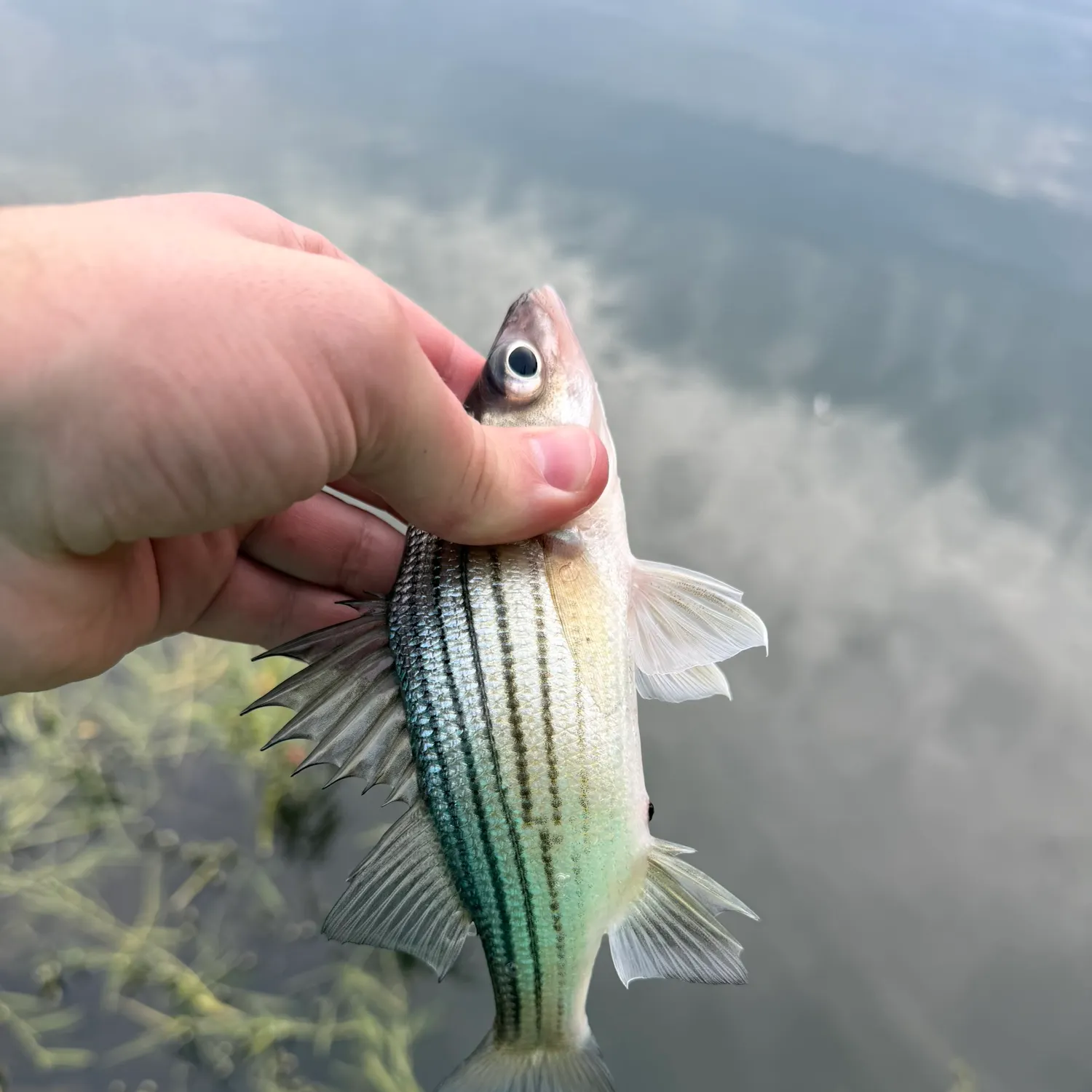 Yellow bass caught on Fishbrain