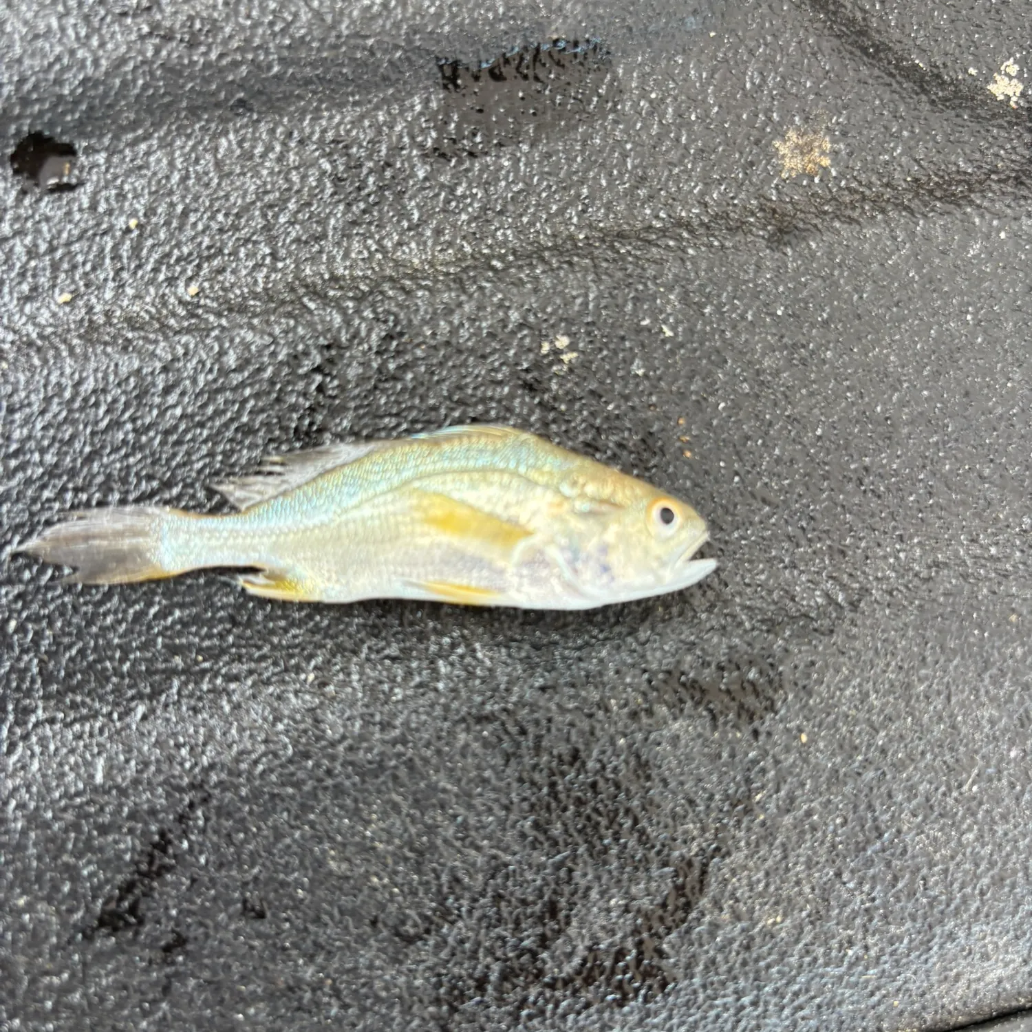 The most recent Silver perch catches on Fishbrain