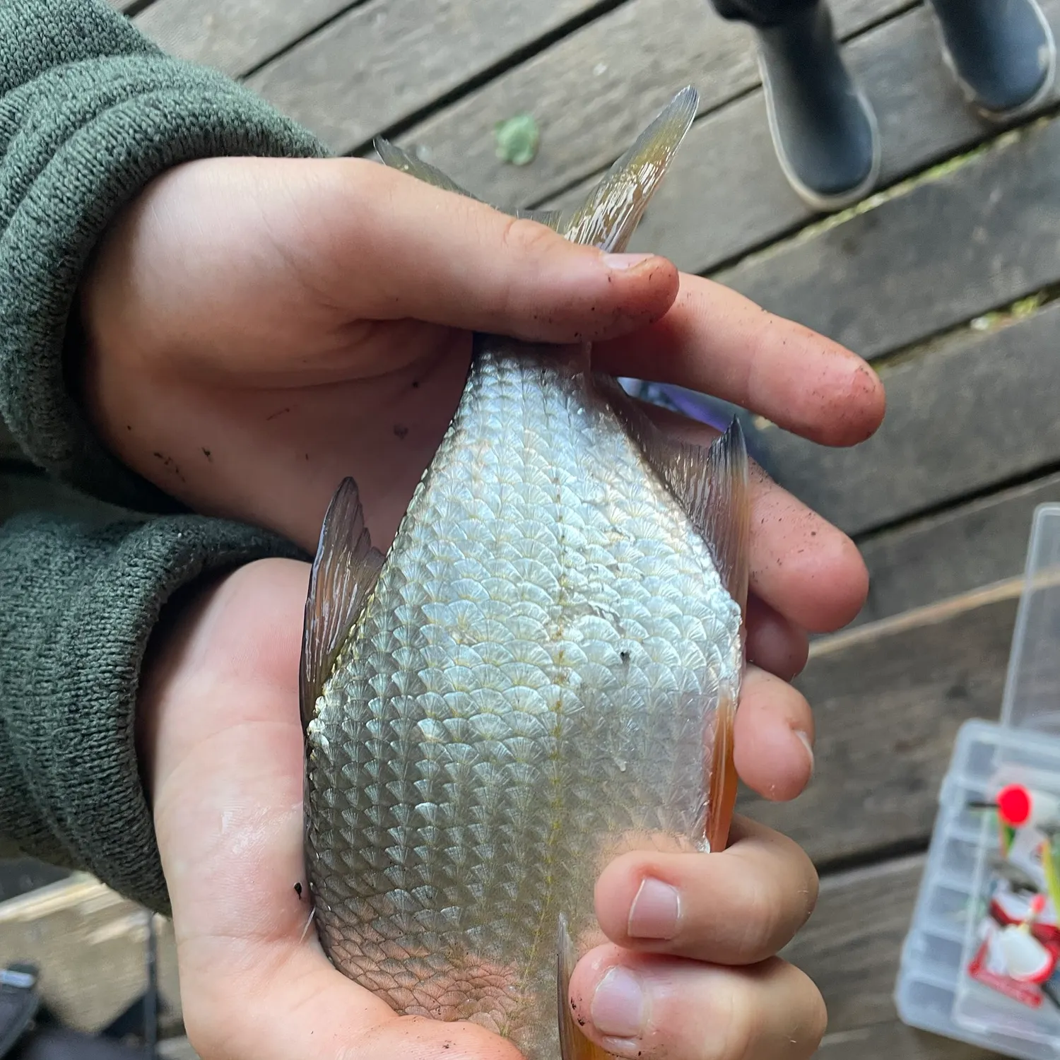 Common bream caught on Fishbrain
