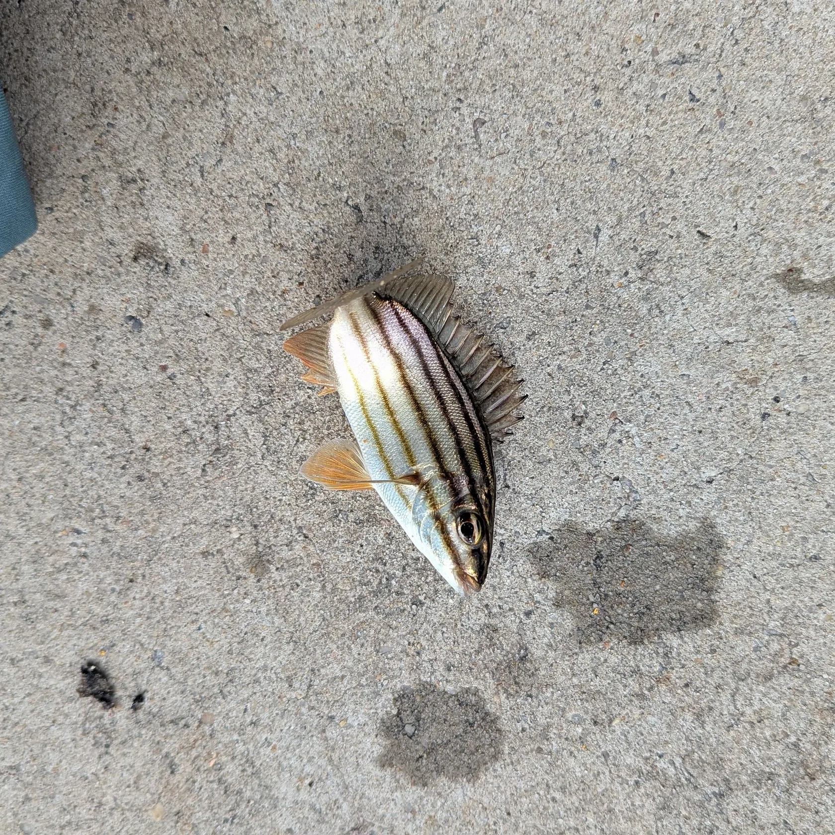 The most recent Four-lined Grunter catches on Fishbrain