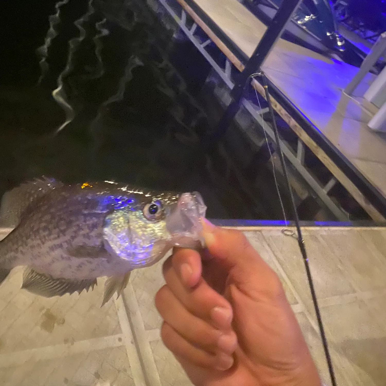 Black crappie caught on Fishbrain