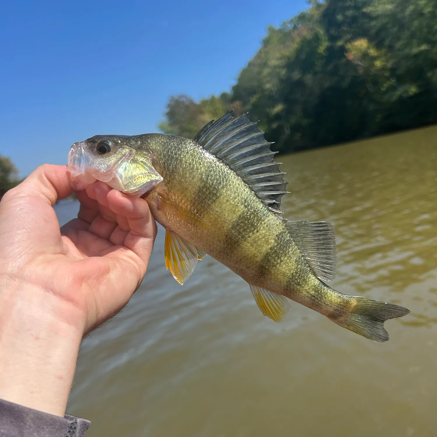 Yellow perch caught on Fishbrain