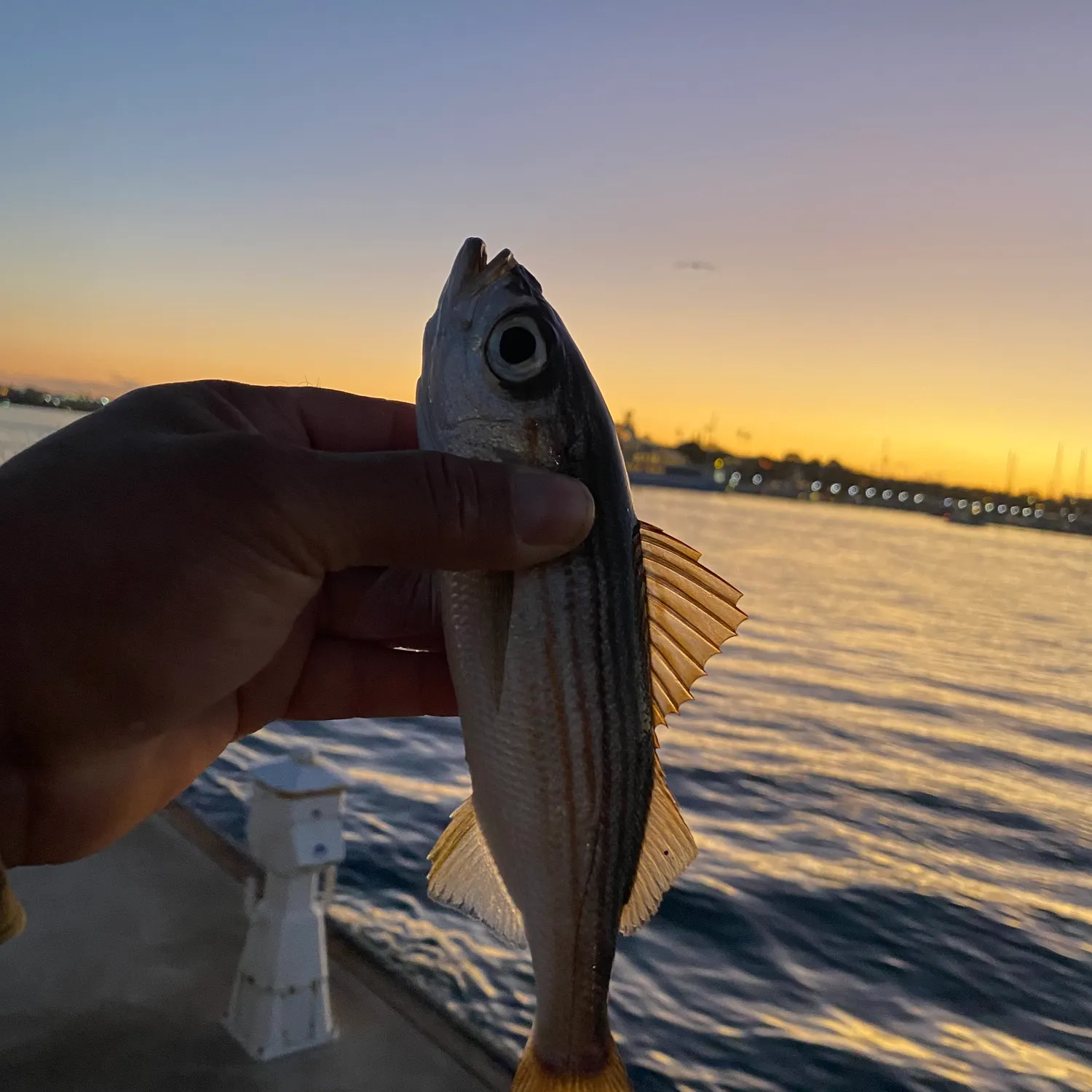 The most recent Californian salema catches on Fishbrain