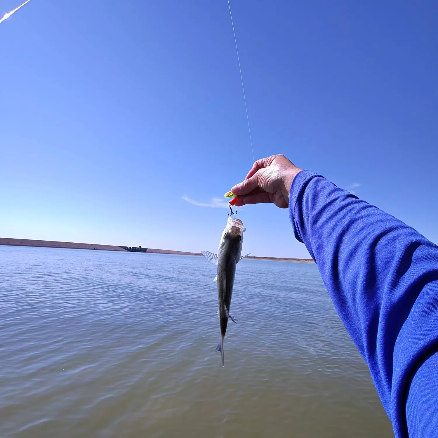 White bass caught on Fishbrain
