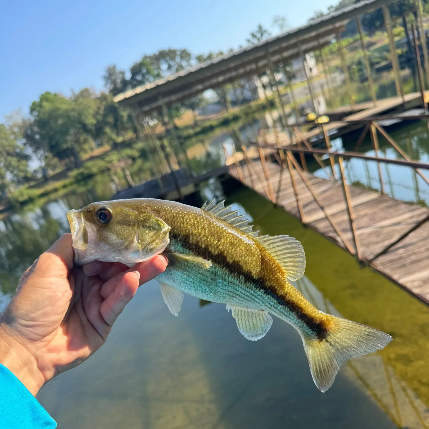 Spotted bass caught on Fishbrain