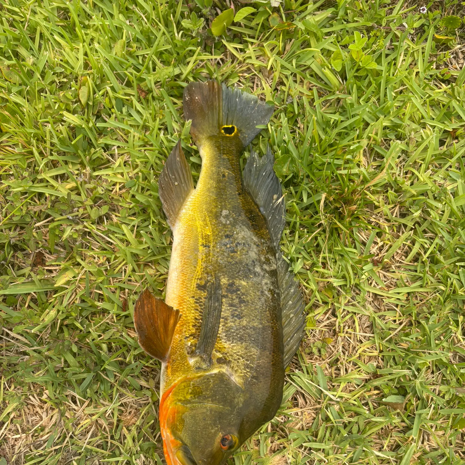 The most recent Butterfly peacock bass catches on Fishbrain