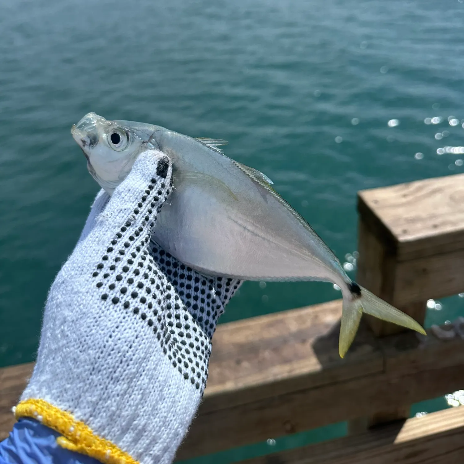 The most recent Atlantic bumper catches on Fishbrain
