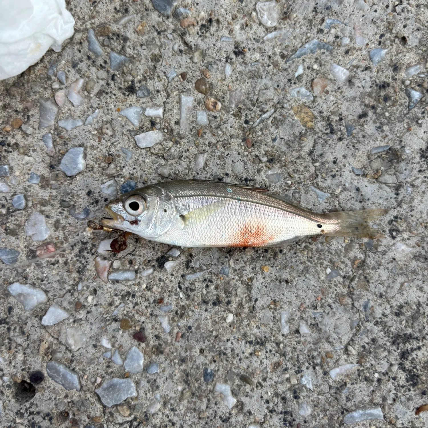 The most popular recent Bogue catch on Fishbrain