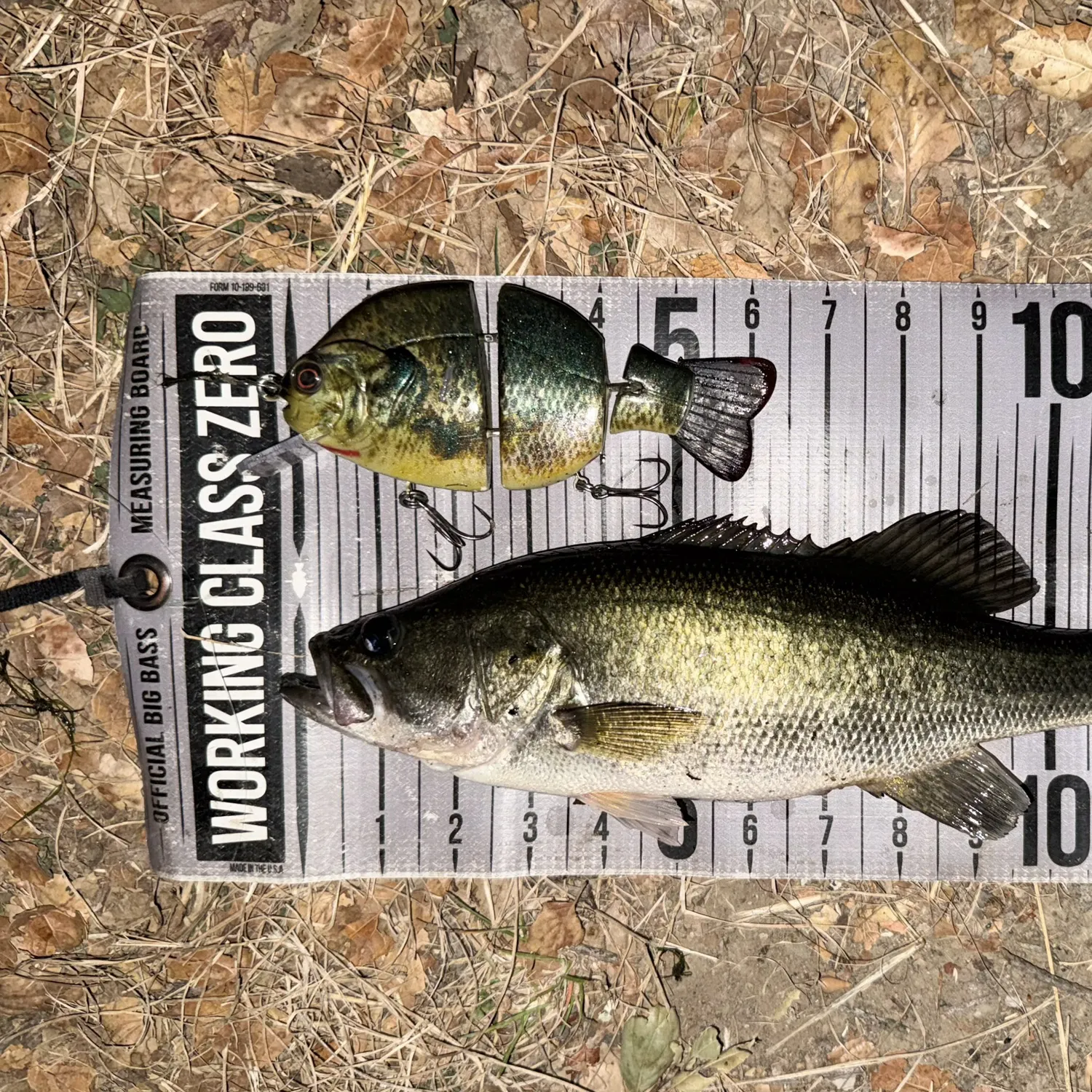 Largemouth bass caught on Fishbrain