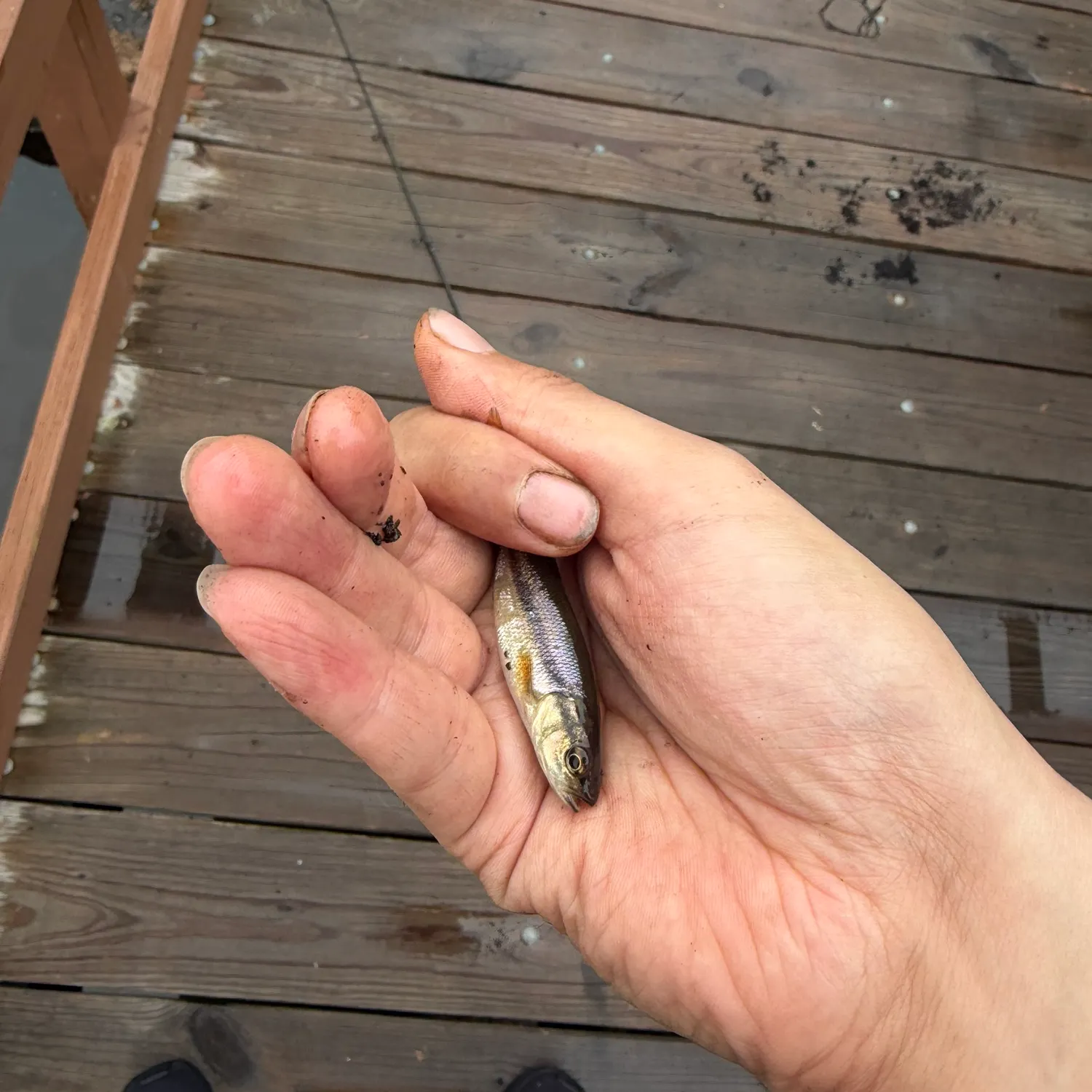 Creek chub caught on Fishbrain