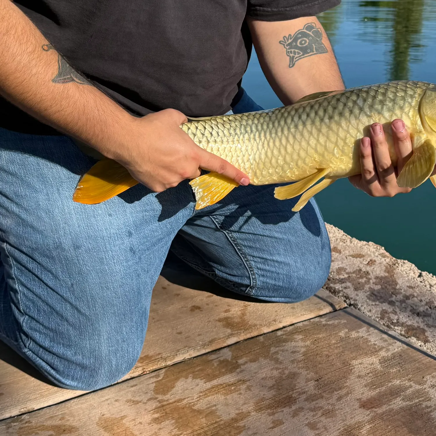 Common carp caught on Fishbrain