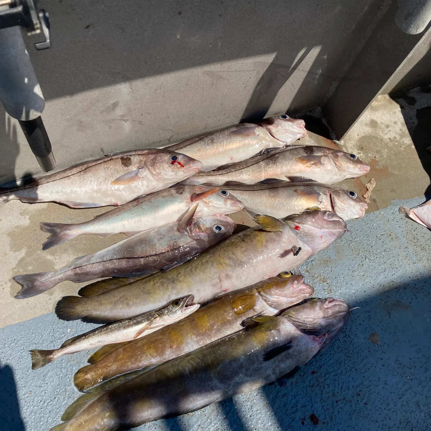 Haddock caught on Fishbrain