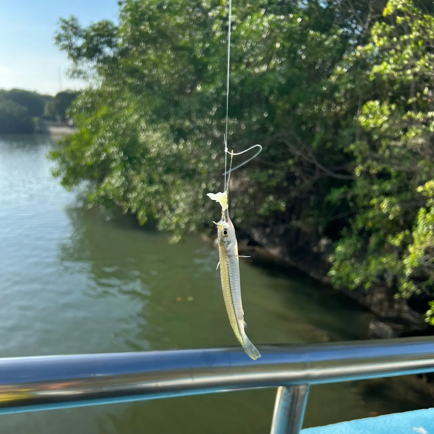 The most recent Buffon's river-garfish catches on Fishbrain
