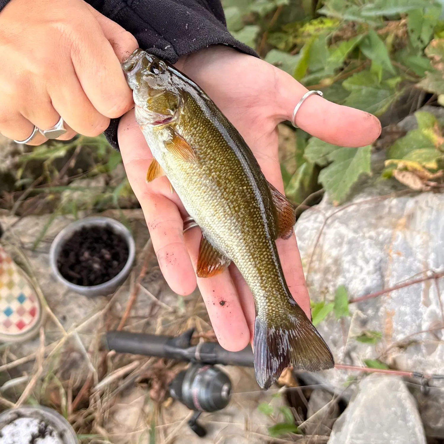 Smallmouth bass caught on Fishbrain