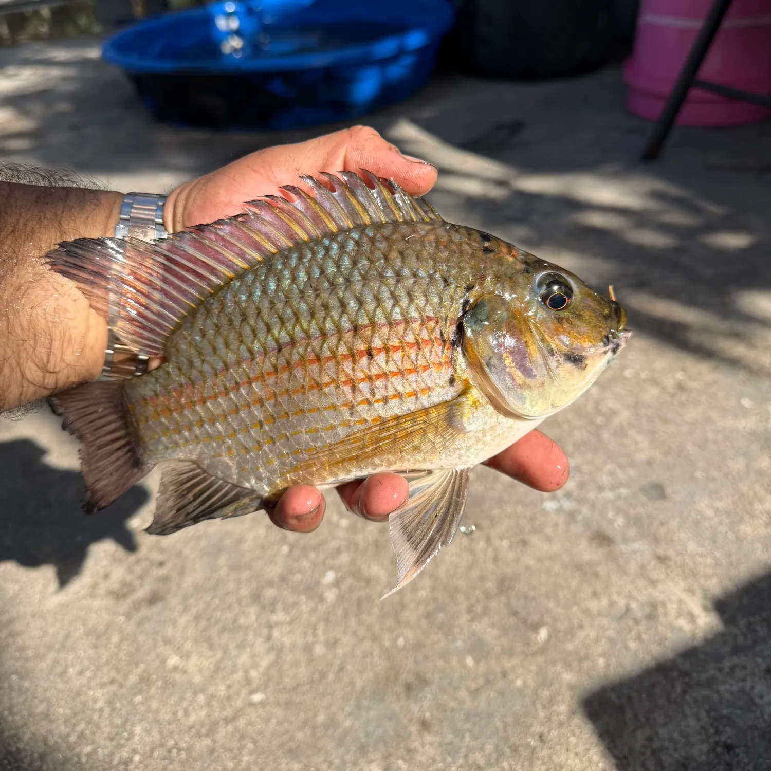 The most recent Blackchin tilapia catches on Fishbrain