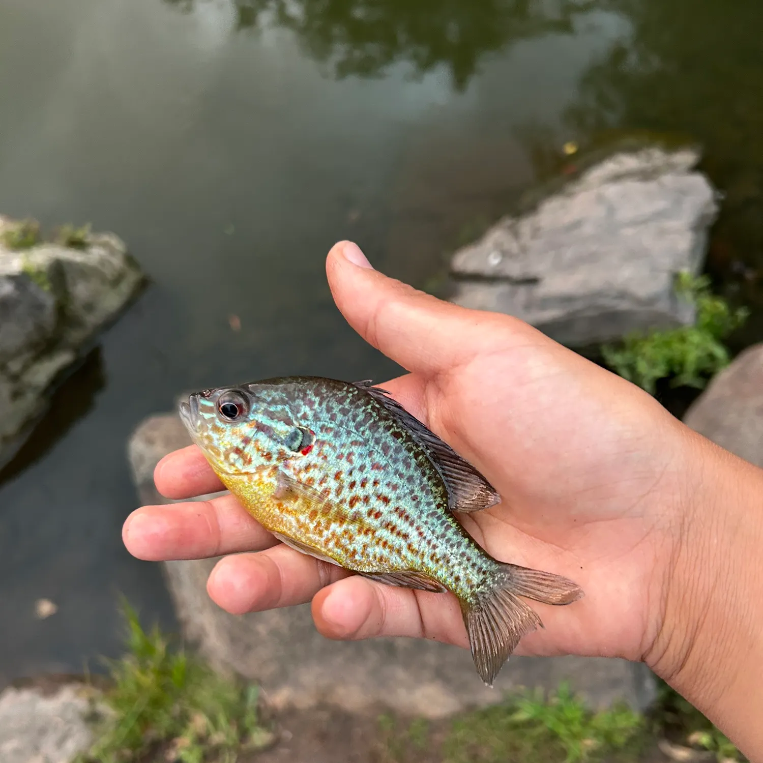 Pumpkinseed caught on Fishbrain