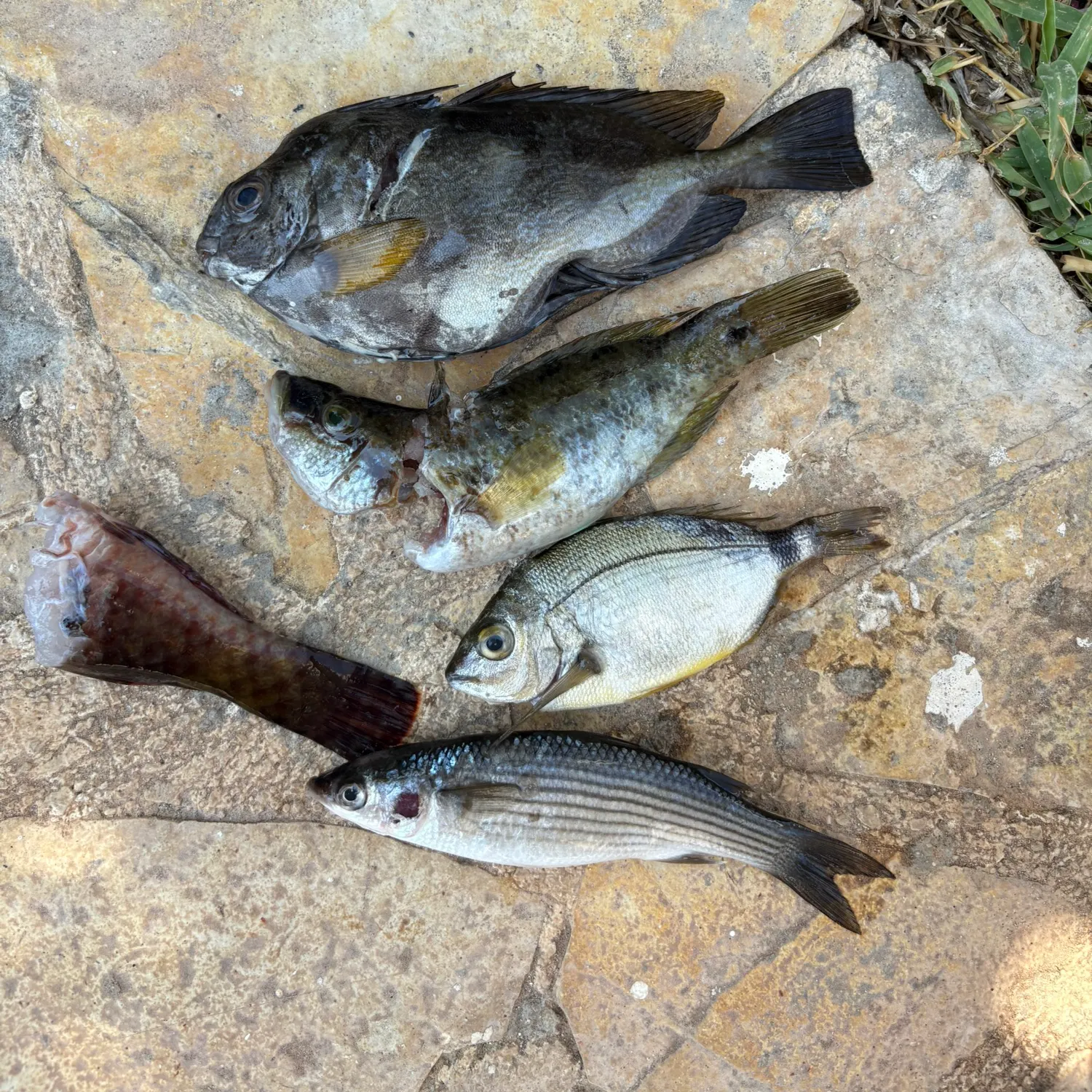 Striped mullet caught on Fishbrain