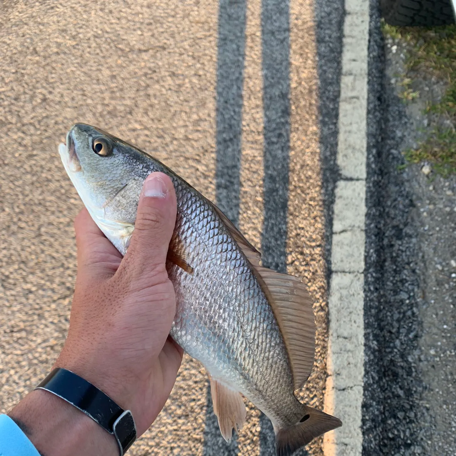 angler catch