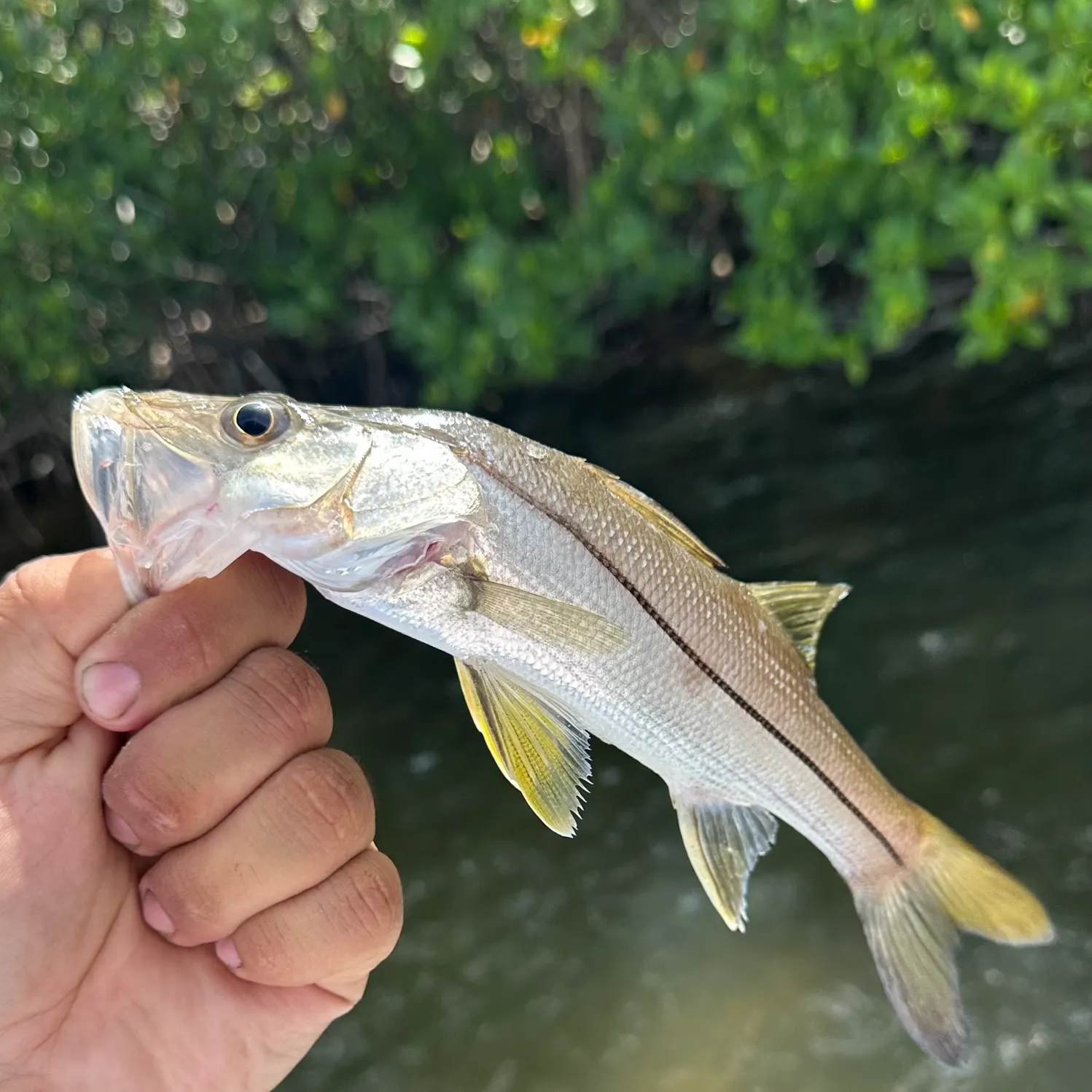 The most recent Common snook catches on Fishbrain
