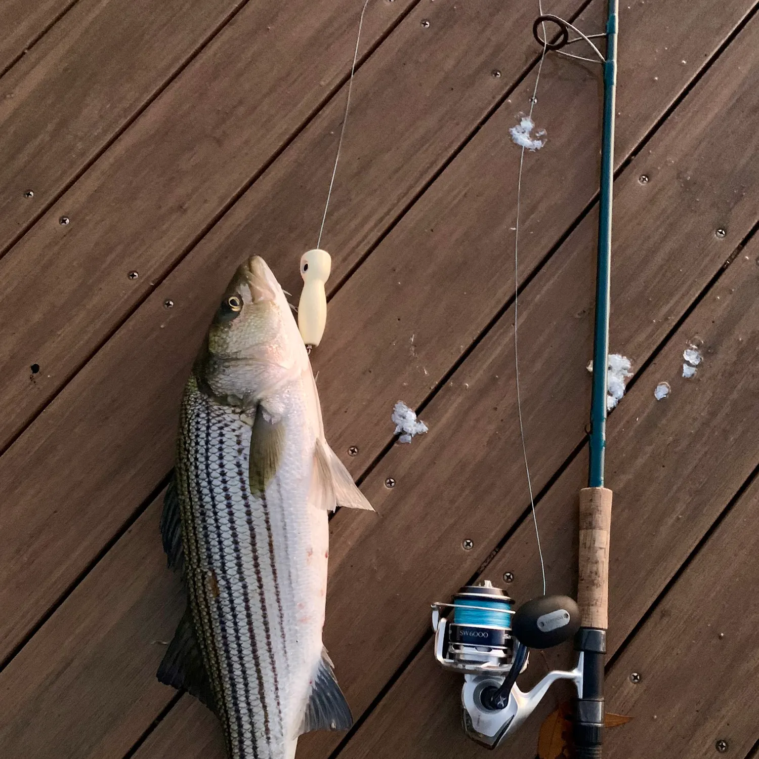 recently logged catches